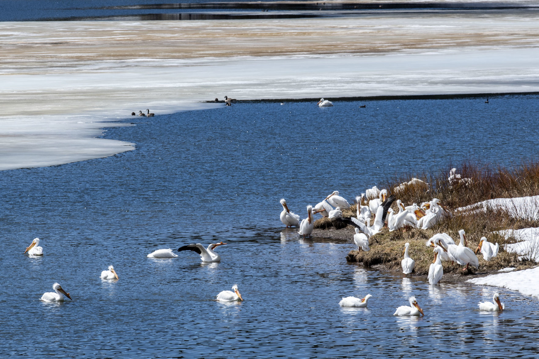 Pelicans at Oxbow Bend